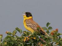 Black headed bunting